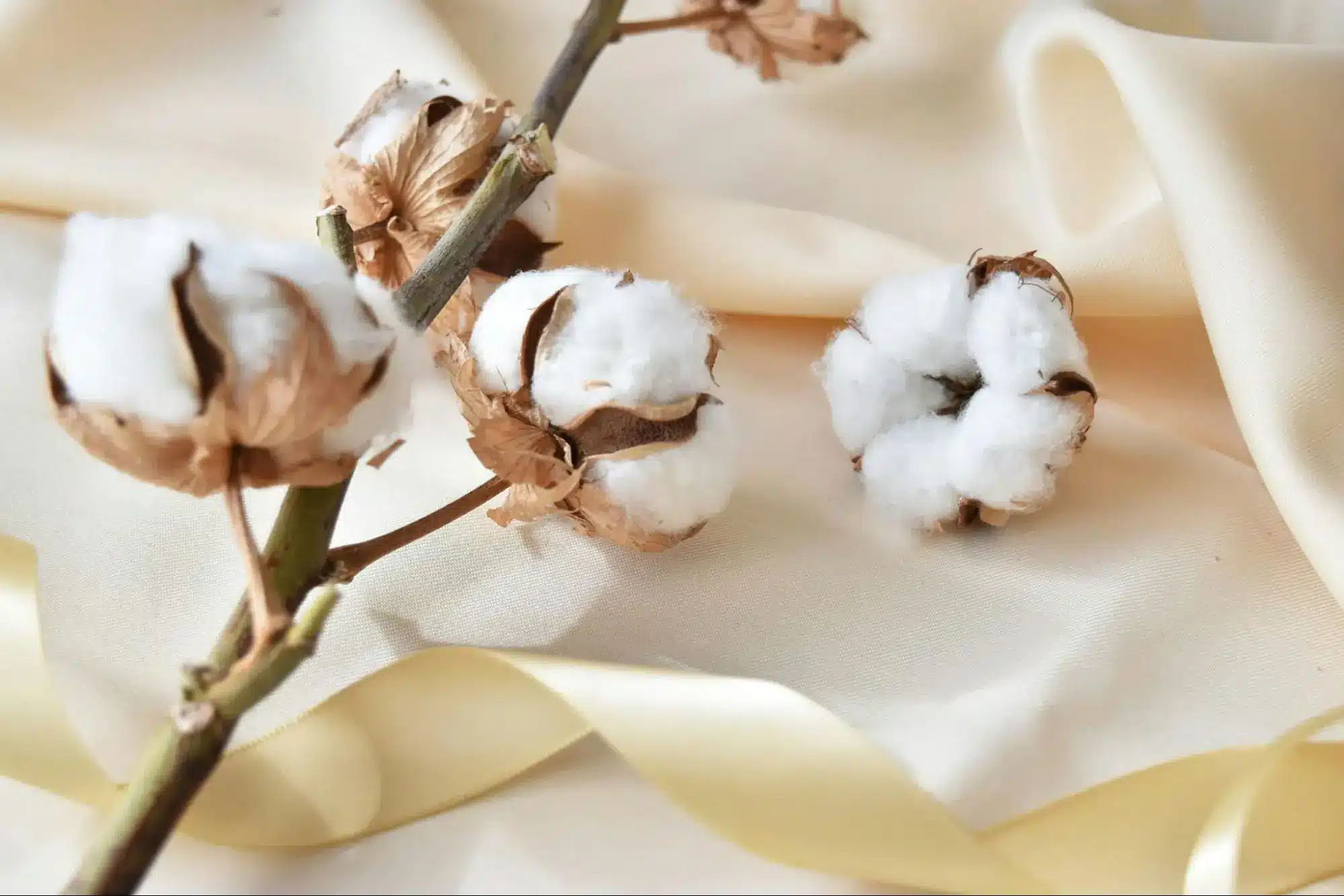 คอตตอนธรรมชาติ